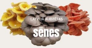 Svaigassenes