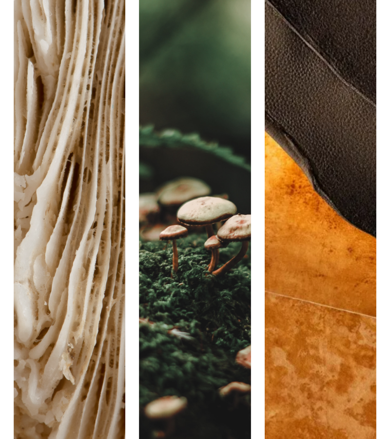 Website-fungi_LTC